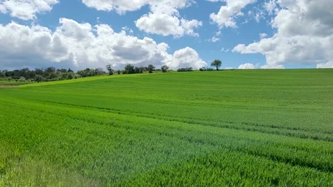 A fresh green field during spring, 4K Stock Footage 154608562