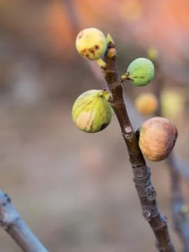 Fresh green figs on tree Foto stock