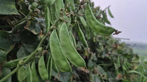 Fresh Green Flat Beans Hanging On Vines In Misty Winter Morning 動画素材 338268629
