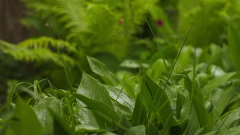 Fresh Green Foliage with Dew Drops in a Lush Garden 스톡 동영상 336240607