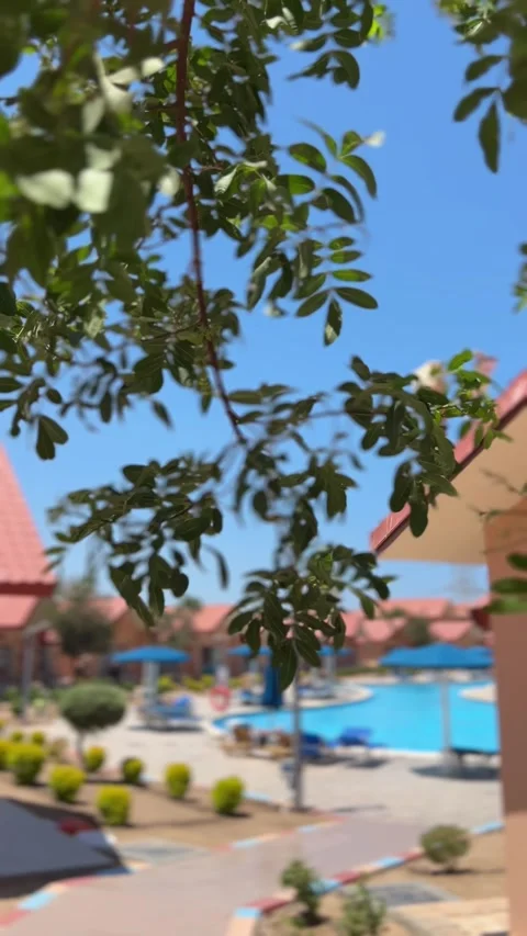Fresh green foliage hanging over a blurred sunny outdoor resort Stock Footage 337139344