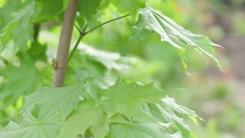 Fresh green foliage of a maple tree, close up in a spring park on a sunny day Stock-Footage 150316807