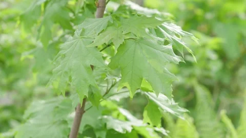 Fresh green foliage of a maple tree, close up in a spring park on a sunny day Stock-Footage 150371431