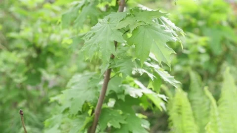 Fresh green foliage of a maple tree, close up in a spring park on a sunny day Stock-Footage 150372802