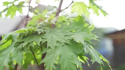 Fresh green foliage of a maple tree, close up in a spring park on a sunny day Stock-Footage 150373018