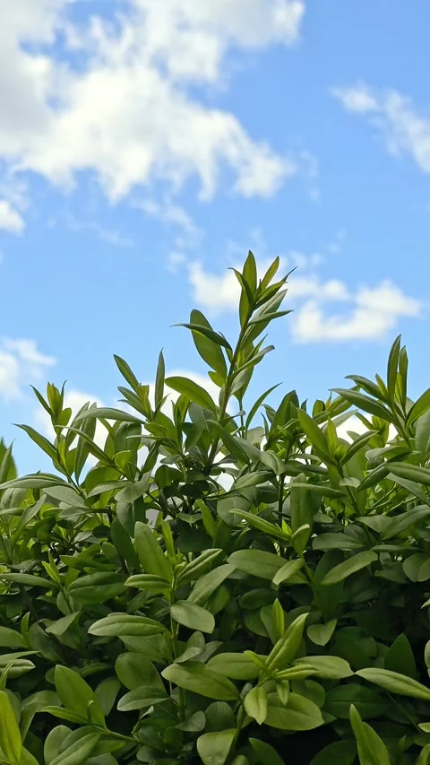 Fresh green foliage over clear sky background. Stock Footage 341361436