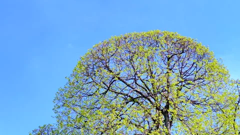 Fresh green foliage in spring Video stock 307212685