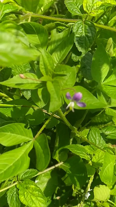 Fresh green Video stock 221211234