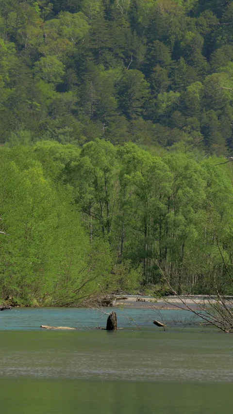 Fresh Green Forest by Calm Pond in Spring Vertical Video 스톡 동영상 346002780