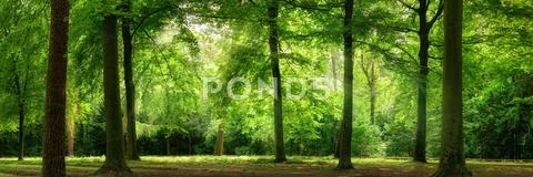 Fresh green forest in dreamy soft light Stock Photos