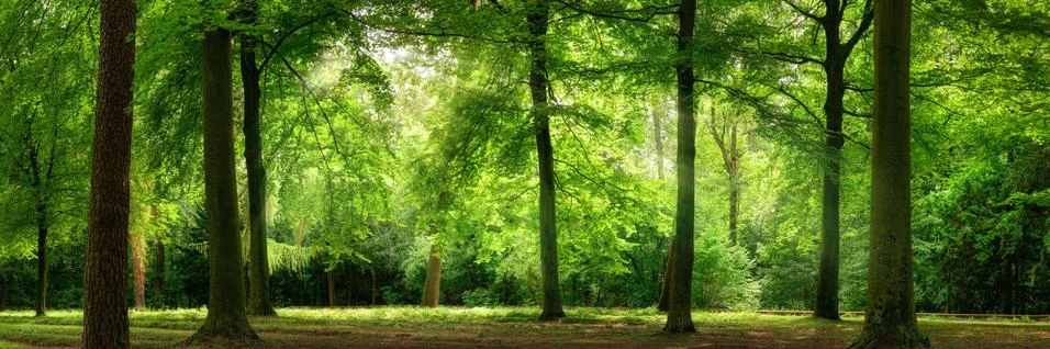 Fresh green forest in dreamy soft light Stock Photos