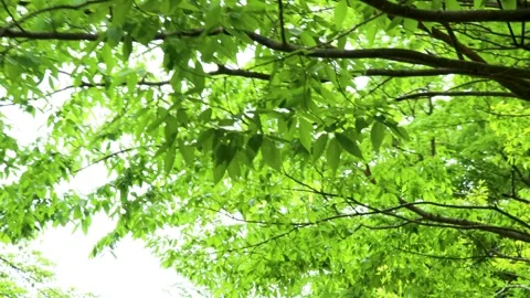 In the fresh green forest Stock Footage 241148726
