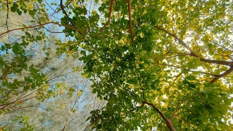 Fresh green forest, low angle view. Stock Footage 125428625