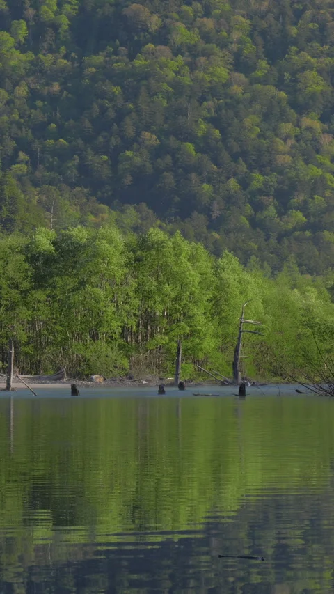 Fresh Green Forest Reflected in Taisho Pond Vertical Video 動画素材 345995229