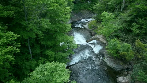 Fresh Green Forest Stream Stock Footage 332388784