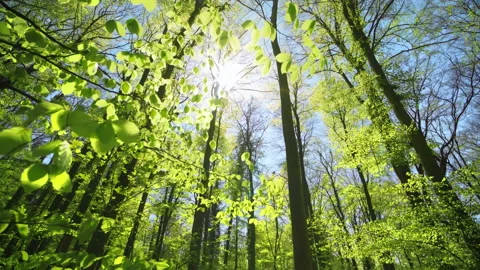 Fresh green forest with the sun Stock Footage 232125478