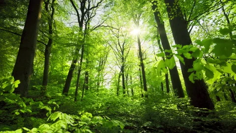 Fresh green forest with the sun Stock Footage 232126470
