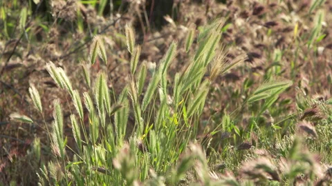 Fresh green foxtail grass softly moved by the wind Stock Footage 214322237