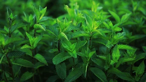 Fresh green fragrant mint sways from the wind. Organic Mint Growing Stock Footage 136069247
