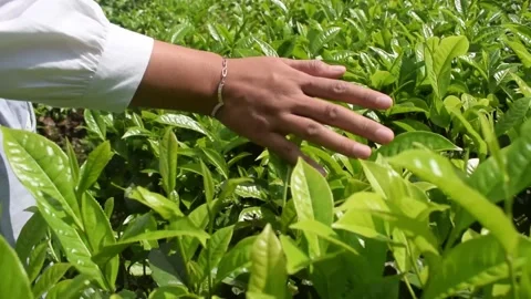 Fresh Green from the Garden Video stock 283433155