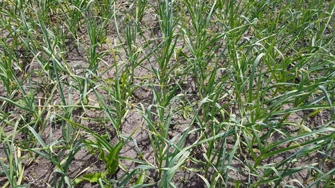 Fresh green garlic Stock Footage 127849634