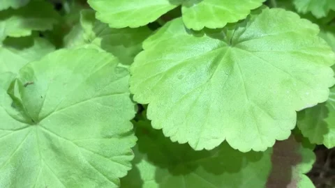 Fresh Green Geranium Leaf Close Up Texture Tilt Up Stock Footage 332522151