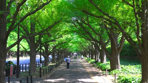 Fresh green Gingko trees grow at the Jingu Gaien in Tokyo, Japan on 2022. Video stock 201266800