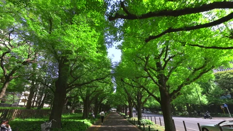 Fresh green Gingko trees grow at the Jingu Gaien in Tokyo, Japan on 2022. Stock Footage 201644300