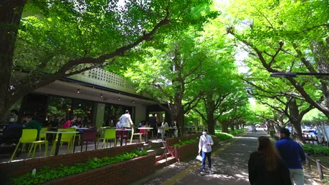 Fresh green Gingko trees grow at the Jingu Gaien in Tokyo, Japan on 2022. Vídeos de archivo 201677965