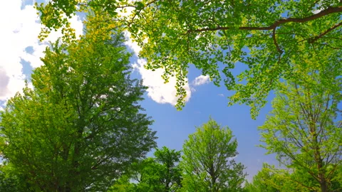 Fresh green Gingko trees grow at Gyoko-dori Avenue in Tokyo Stock Footage 210231935