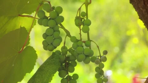 Fresh green grape bunches on grapevine outdoors in a rural farm Stock Footage 340579803