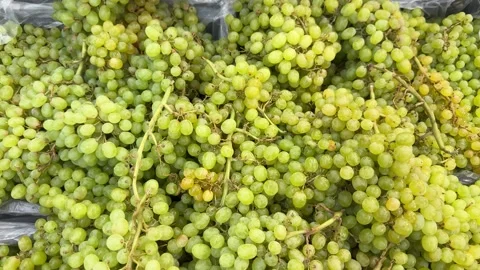 Fresh green grape bunches with stems are piled for sale at a market Stock Footage 341950191