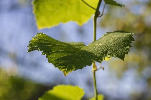 Fresh green grape leaf with dew drops close up on vine backlit by soft sunlig Stock Photos