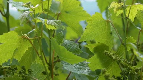 Fresh Green Grape Leaves and Young Vines Growing in Spring Vineyard 스톡 동영상 346573428