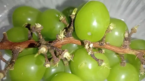 Fresh Green Grapes Bunch Isolated on White Background, Close Up Stock Footage 344424699