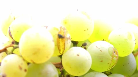Fresh green grapes rotating on white background Stock Footage 345340082