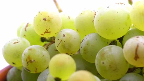 Fresh green grapes rotating on white background Stock Footage 345340083