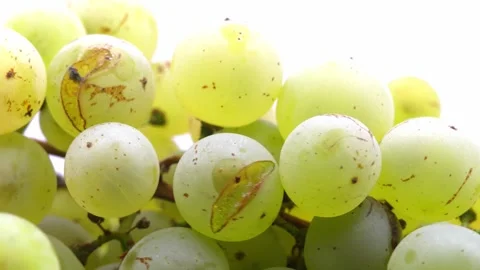 Fresh green grapes rotating on white background Stock Footage 345340086