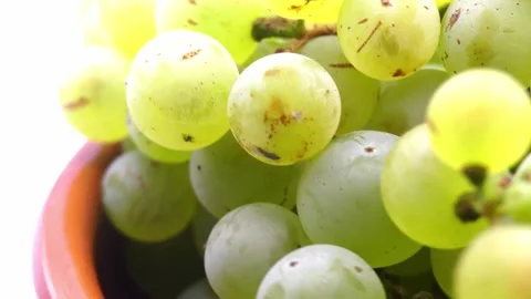 Fresh green grapes rotating on white background Stock Footage 345340087
