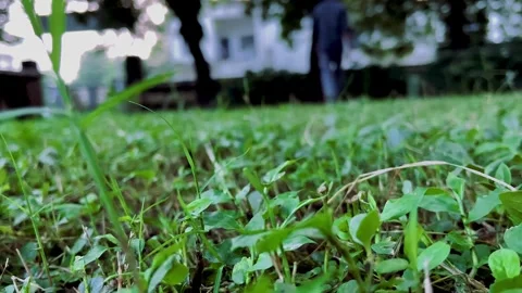 Fresh Green Grass and Small Plants in Outdoor Landscape Vídeos de archivo 343245985