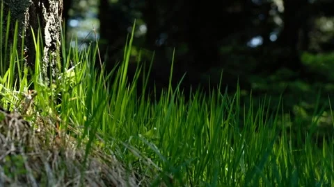 Fresh green grass and tree trunk. A forest from a frog's perspective Stock Footage 132800665