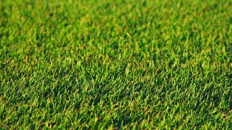 Fresh green grass background. Close-up of plant stems. Stock Footage 263830089