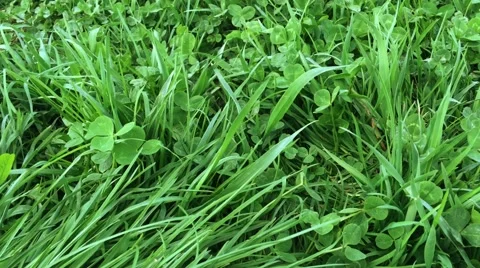 Fresh green grass background moving in the wind Stock Footage 62477974