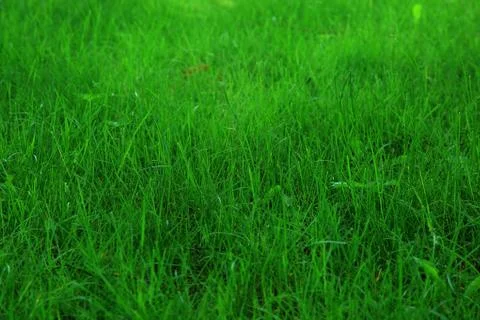 Fresh green grass as a background. Stock Photos