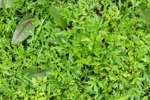Fresh green grass background in the spring and summer Stock Photos