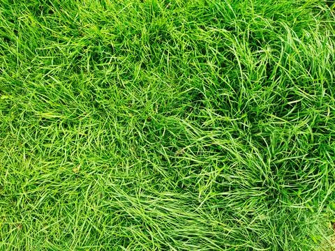 Fresh green grass background texture top view Stock Photos