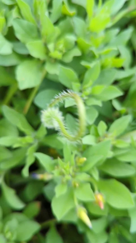 A fresh green grass with clips in drops of dew 스톡 동영상 241366296