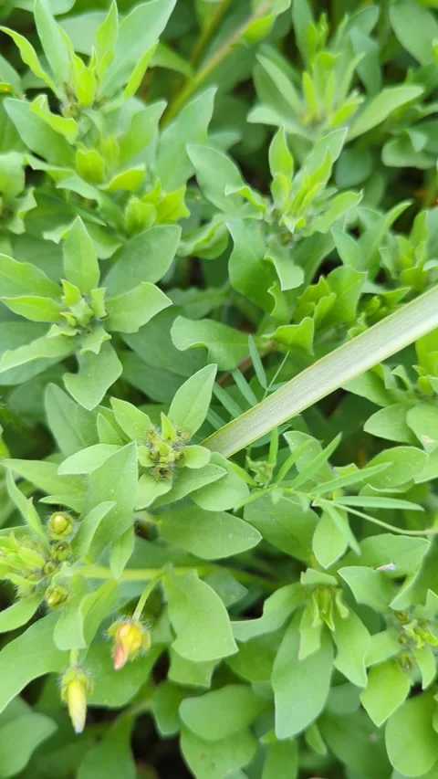 A fresh green grass with clips in drops of dew Stock Footage 241366430