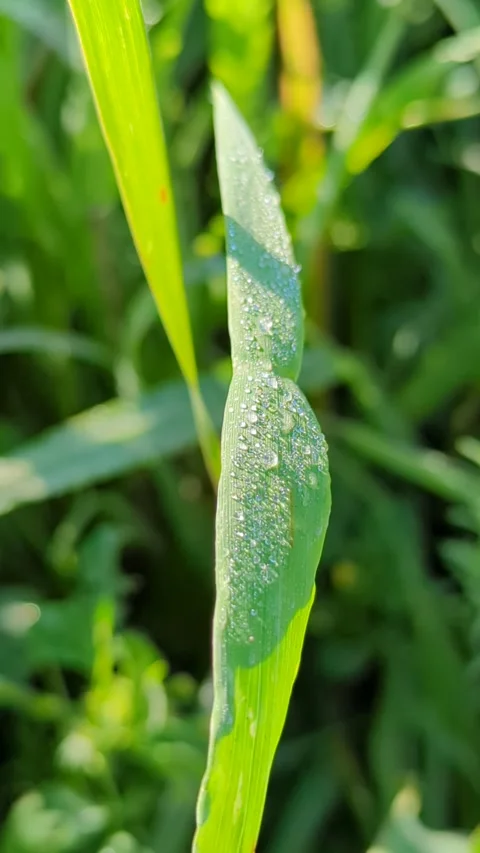 A fresh green grass with clips in drops of dew. Видео 241849979