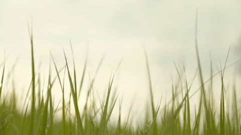 Fresh green grass, close-up Stock Footage 76407058